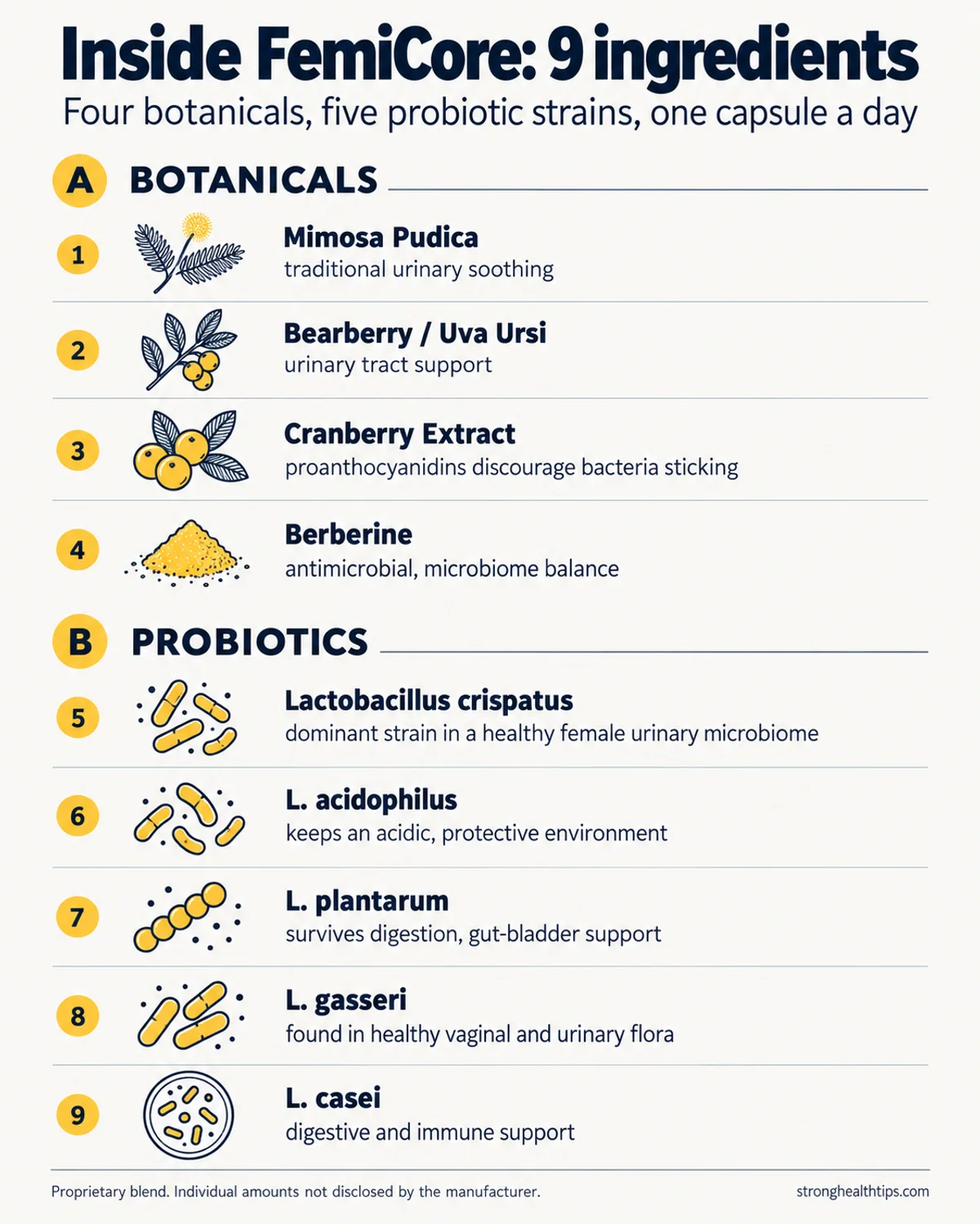 FemiCore ingredients infographic showing the 4 botanicals and 5 Lactobacillus probiotic strains in the FemiCore bladder control formula